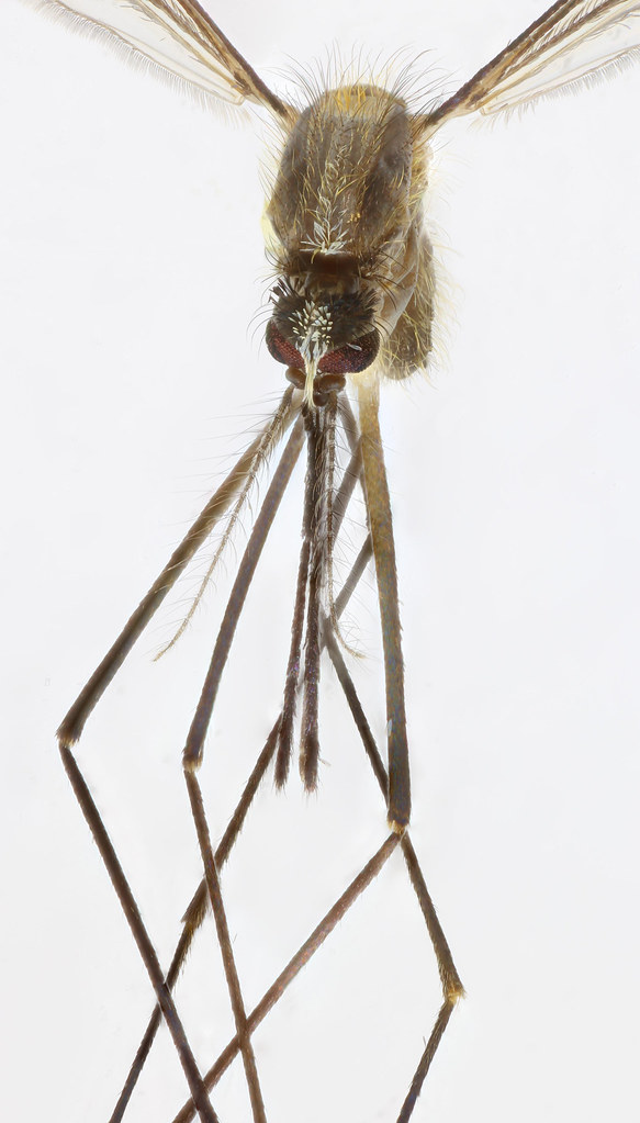 Zdjęcie: Anopheles plumbeus
